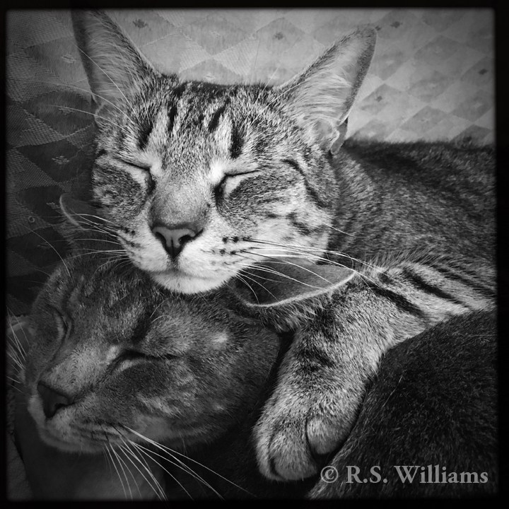 Black-and-white digital photo of two gray tabby (striped) cats asleep, one atop the other. The lower cat's stripes are two shades of dark gray, for a foggy/cloudy effect; the upper cat's stripes are black on gray/brown fur, and stand out more starkly. Both are sound asleep with eyes closed and ears relaxed, despite the camera so close to their faces. 