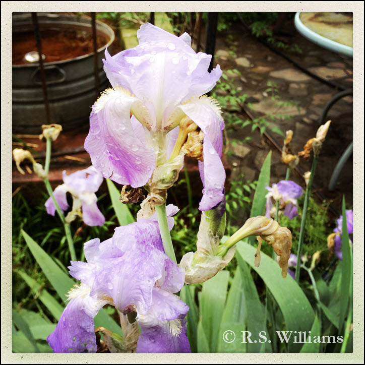 Vivid color image of purple iris flowers (colors ranging from medium purple to very pale lavender) covered with beads of rainwater. Below the blooms, a dozen sword-like iris leaves, also dotted with raindrops, poke up into the photo. In the background lurk an old steel tub full of rusty water, a black-painted wrought-iron porch railing, a gray flagstone patio floor, a few green leaves from a trumpet vine, and the verdigris-mossy edge of a glass-topped outdoor table.