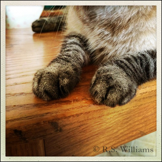 Close-up view of a part-Siamese/part-gray tabby cat's front paws: striped like a tabby cat, but also with the color gradient of Siamese cat 