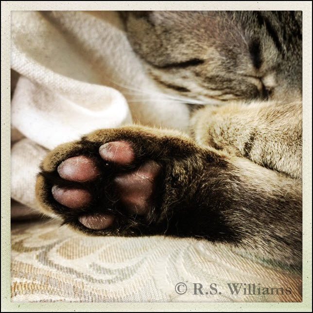 Against a creamy pastel background of jacquard seat upholstery and an old terry-cloth bath towel: A close-up of a gray tabby cat's rear foot, with dark pinkish-brown toes (aka 